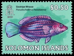 SOLOMON ISLANDS 1403 - Sixstripe Wrasse "Pseudocheilinus hexataenia" (pb64204) - Picture 1 of 1