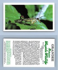 Common Scorpion-Fly #12 Britain's Wayside Wildlife 1988 Cigarette Card