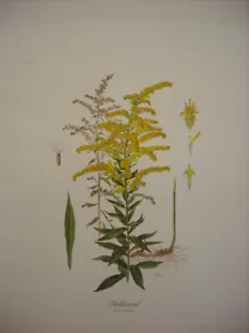 Anne Dowden Goldenrod Wildflower Signed Floral Botanical Art Print - Picture 1 of 1
