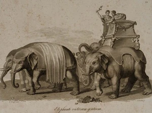 DÖBLER (*1788) nach Unbekannt (19.Jhd), Elephanti victarum gentium, 1819, KSt. - Bild 1 von 4