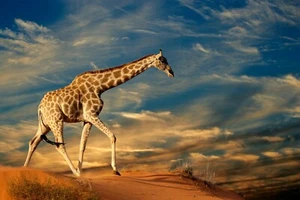 Foto Fototapete-GIRAFFE-(2777J)-VLIES-Tapete-Afrika Tier Zebras Nilpferde - Bild 1 von 1