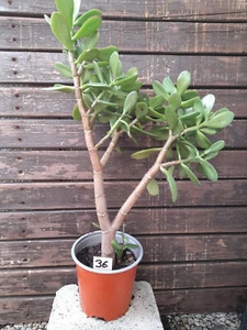 Geldbaum Pfenningbaum Crassula Feng Shui Topfpflanze Super Ansehen !! Nr. 36 - Bild 1 von 1
