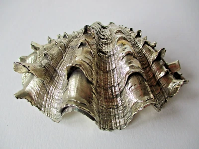 Conchiglia naturale tridacna rivestita in argento 800 stile Buccellati - Immagine 1 di 4