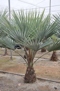 Palma Hespérida Azul (Brahea armata), Planta Joven - Imagen 1 de 3