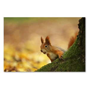 Póster 1380 Póster Lienzo Ardilla, Animal Naturaleza Bosque Otoño Árbol Noca - Imagen 1 de 7