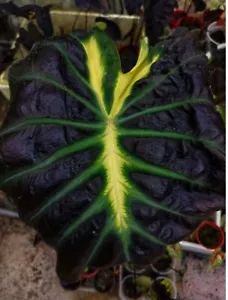 AUTHENTISCHE Colocasia Kraktii 1 Zwiebeln - Bild 1 von 2