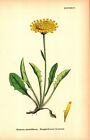 MARYGOLD-FLOWERED HAWKWEED Antique botanical lithograph 1864    