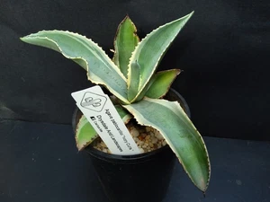 Succulents Cactus Rare Plants, Agave pablocarilloi " Ivory Curls " - Picture 1 of 4