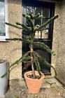 Monkey Puzzle Tree Beautiful Specimen 69 Inches High 175 Cm From Floor