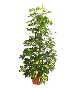 Strahlenaralie Schefflera panaschiert Größe ab 40-150 cm Ø Topf 13-22 cm, Dehner - Bild 1 von 4