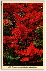 Sugar Maple Fall Leaves Postcard Keweenawland Copper Country Michigan MI PM 1968 - Picture 1 of 2