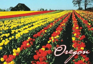 Postal O Oregon Tulip Fields Willamette Valley No Como Nueva Sin Usar - Imagen 1 de 1