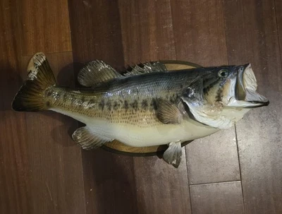 21” Largemouth Bass Taxidermy Fish mounted on a wood plate for wall mounted,Read - Image 1 of 4