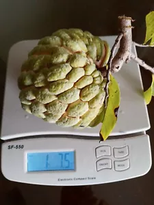 15 Organic Sugar Apple Seeds | Annona Squamosa Custard Apple | NON-GMO| 2025 - Picture 1 of 3