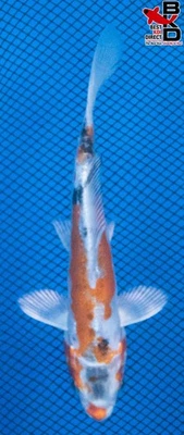 Estanque de jardín de peces koi vivos 5" DOITSU YAMATO NISHIKI 10/25 Foto 1 de 4