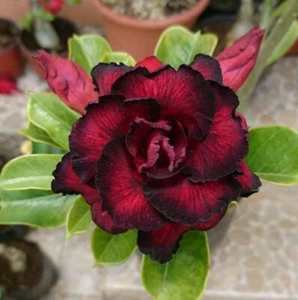 4 Red Black Desert Rose Seeds Adenium Flowers Perennial Seed Bloom 55 US SELLER - Picture 1 of 12