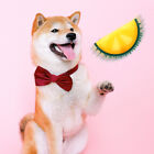 Summer Fruit Design Freezable Pet for Dogs