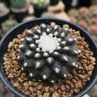 3CM Echinopsis Spachiana Kakteen Sukkulenter Kaktus lebende Pflanze schöne Pflanze