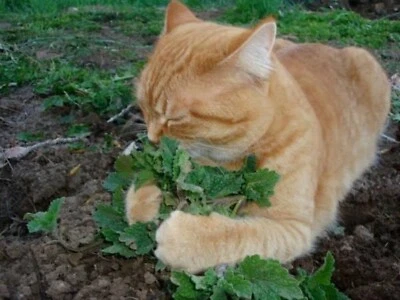2 PIECE HAPPY CAT PACK CATNIP AND CATGRASS SEEDS DIGESTION AID 1560 SEED PACK - Image 1 of 4