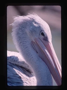 Kodachrome Close Up Of Pelican Head Detail James Hammack, - Picture 1 of 2