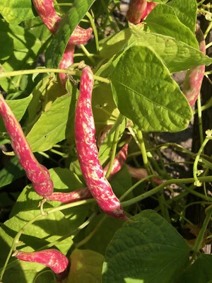 Spatzeneier alte Bohnensorte aus d. Rheinland wunderschön gemaserte Stangenbohne - Bild 1 von 2