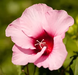 30 SEMI DI HIBISCUS SYRIACUS ''LADY BALTIMORE'' - Foto 1 di 1