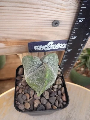 Astrophytum Myriostigma 'Tricostatum' Cactus - Image 1 of 2