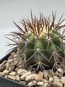 copiapoa Vr Intermedia Magnifica Pot 7 Verde Grigia Spine Bianche Gray - Imagen 1 de 4