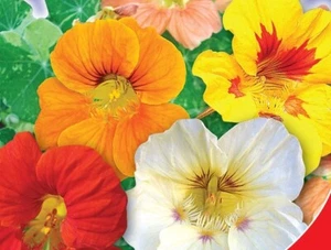 Nasturtium seeds, 1g Nasturtium Birds of Paradise, organic seeds #103+TRACK № - Picture 1 of 2