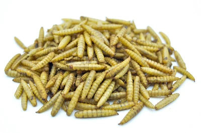 0,2 - 20KG Soldatenfliegenlarven getrocknet wie Mehlwürmer Vögel Igel Koi Nager - Bild 1 von 3