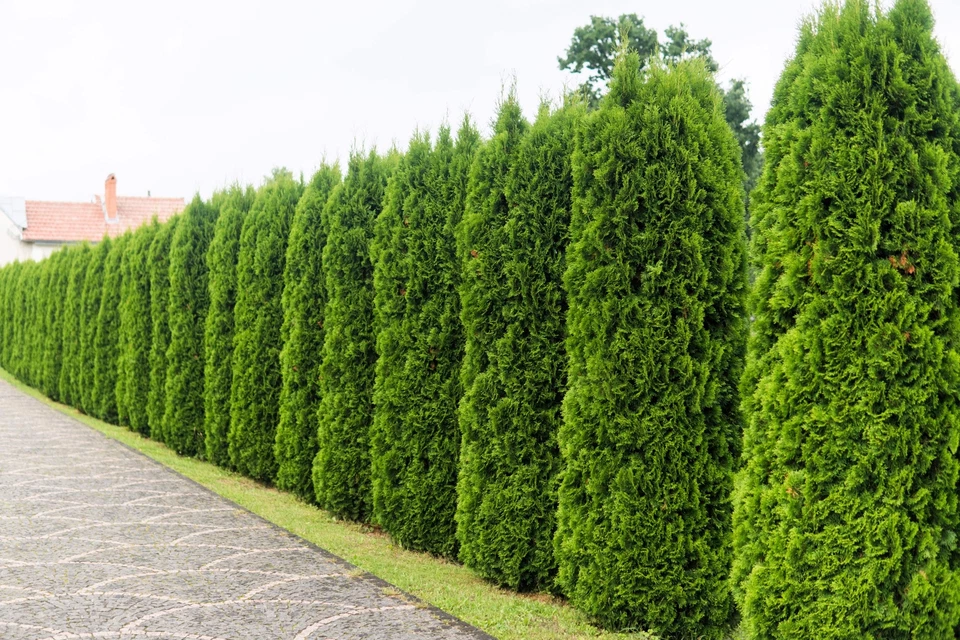 25 THUJA TREE Cedar Thuja Occidentalis Conifer Seeds - Image 1 of 4