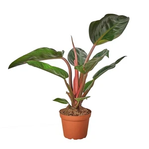 Philodendron 'Congo Rojo' - Bild 1 von 6