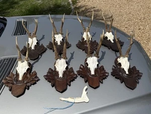 Black Forest 8 Large Strong Antlers On Wooden Plates Austrian Trophies - Picture 1 of 14