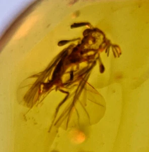 A101 BU1547 Uber Uber Rare Strepsiptera twisted wing Burmese Amber Myanmar 99my - Picture 1 of 7