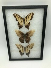 Glass Framed 3 Butterfly Moth Specimen Wing Insect Taxidermy Mount Art 12" H