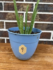 6” Aloe Vera Plant - Live Organic Rooted Potted Succulent - Picture 1 of 4