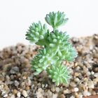 1 Pieces Maison Artificiel Plantes Succulentes Miniature Faux Diy Floral Decor