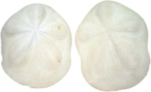 US Muschel, 2 Stück, Seabiscuit Sea Shells, andere Sammlermuscheln - Bild 1 von 1