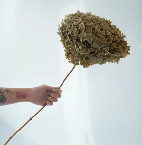 Annabelle Hydrangea Natural Color Festive Preserved Flower Christmas Arrangement - Picture 1 of 3