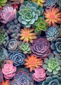 s Diamond Painting Kits for Adults Beginners-s Plant 12x16inch Succulent - Picture 1 of 7