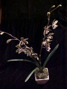 BRANDNEUE SEIDE GRANULOSA ORCHIDEEN MIT STEIN ÜBERTOPF 33-395 - Bild 1 von 1