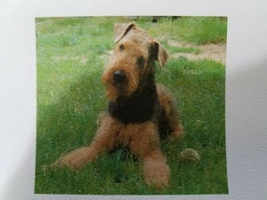 Box of 8 (EIGHT) Airedale Terrier 4.25" x 5.25" Note Cards, Blank Inside - Picture 1 of 4