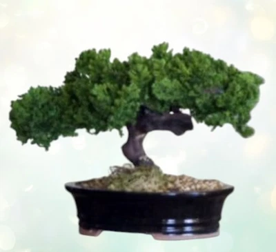 Monterey Juniper Single Trunk Preserved Bonsai Tree 8"H Not a Living Tree Decor - Image 1 of 2