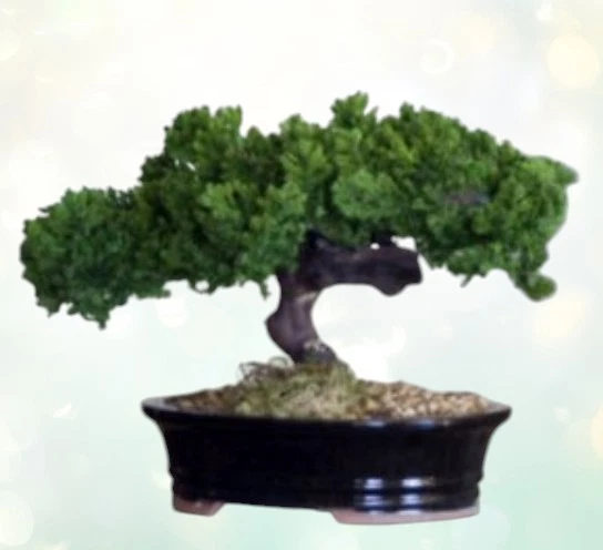 Bonsai de enebro Monterey tronco único preservado árbol 8" H no es un árbol vivo decoración Foto 1 de 2