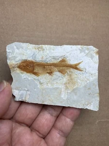 29g Jurassic Period lycoptera fish rock specimen Western Liaoning china - Picture 1 of 11