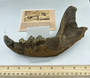 Crocuta crocuta spelaea Asian Cave Hyena Teeth Jaw 10,000++ Yrs Old J3 - Picture 1 of 6