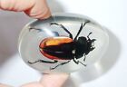 Large Acrylic Cabochon Oval 72x50 mm Golden Stag Beetle Amber Clear ICOS72