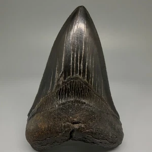Dark Colors Complete Serrated 4.57" Fossil MEGALODON Shark Tooth - USA - Picture 1 of 8