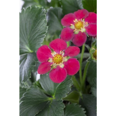 Fragola 'Fragoo® Toscana' - Fragaria x ananassa 'Fragoo® Toscana', pianta di fragole - Immagine 1 di 4