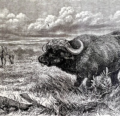 1890 年狩猎期间被水牛攻击雕刻维多利亚斯坦利非洲 DWAA2D — 第 1/2 张图片